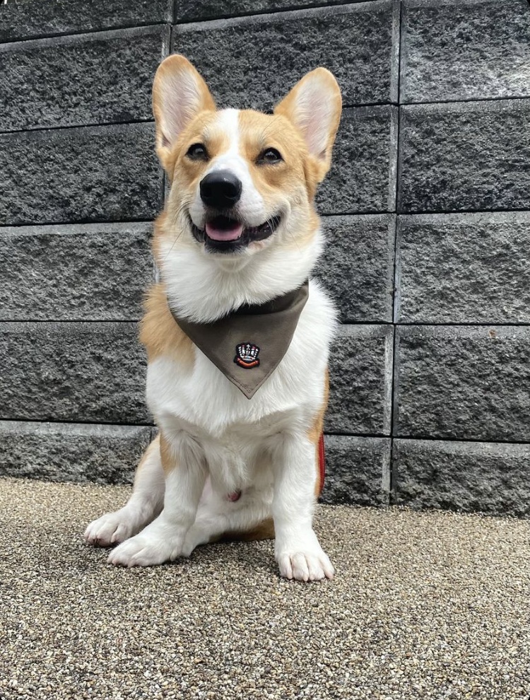 モニターモデル メロくん*