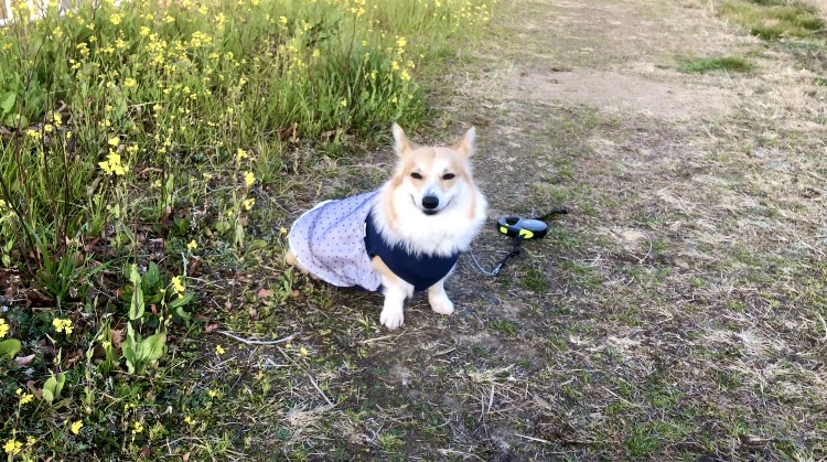 チュールワンピース* 着用写真