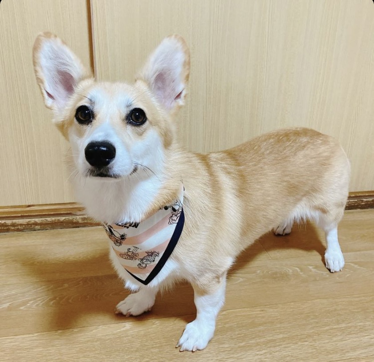 モニターモデル ゆずちゃん*