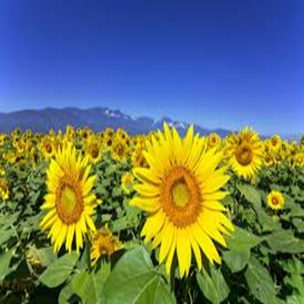 ビルキュンひまわり畑の美しさ