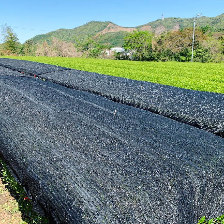 お茶のながやの新茶について