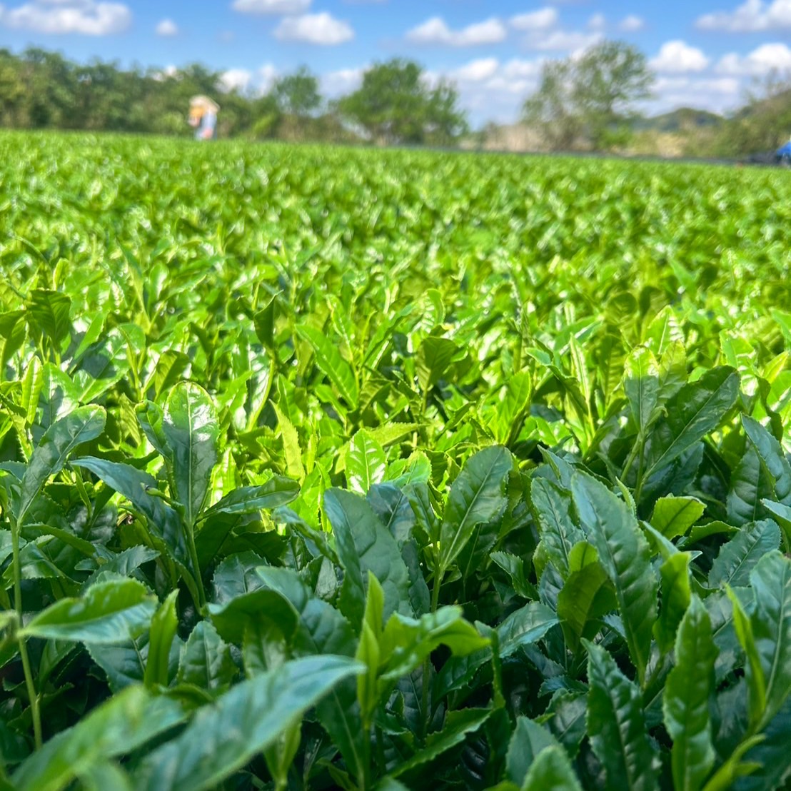 2024年度　1番茶の収穫完了いたしました！