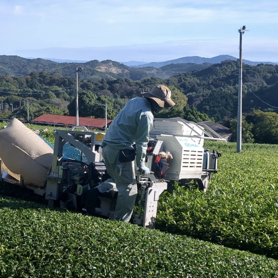 お茶のながや　秋番茶の収穫始まりました！