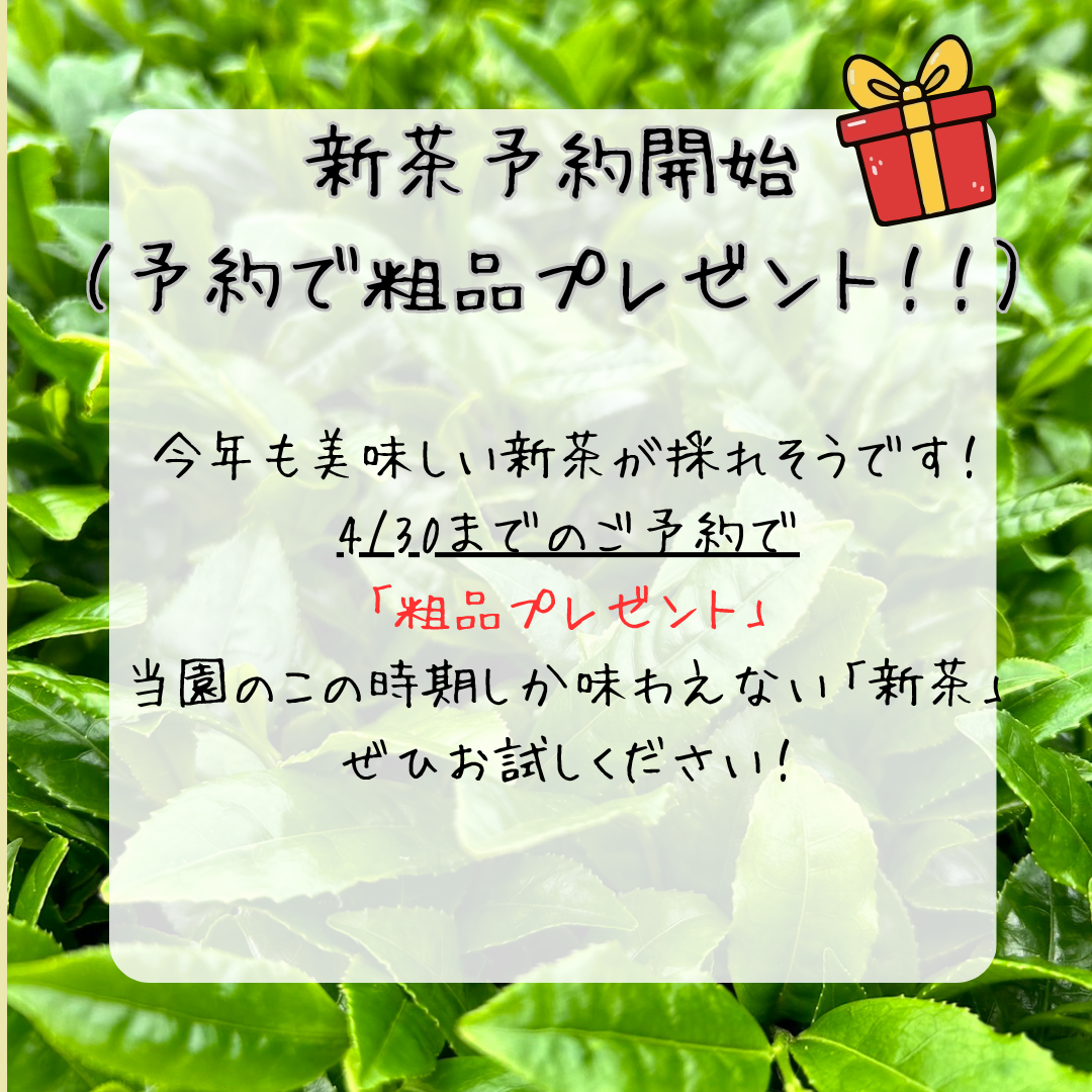 【令和8年】新茶予約スタート！予約購入で粗品プレゼント！！
