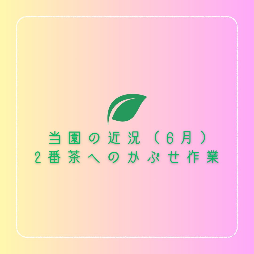 お茶のながや　2番茶に向けたかぶせ作業！