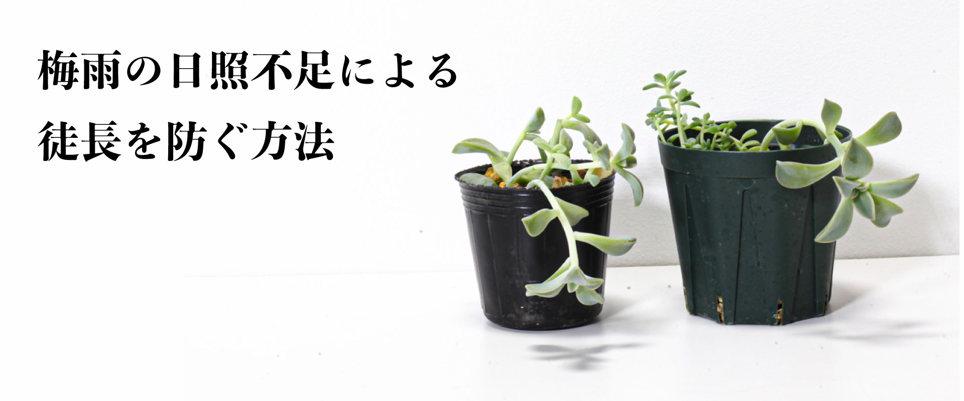 梅雨本番！徒長を防ぐ方法！！