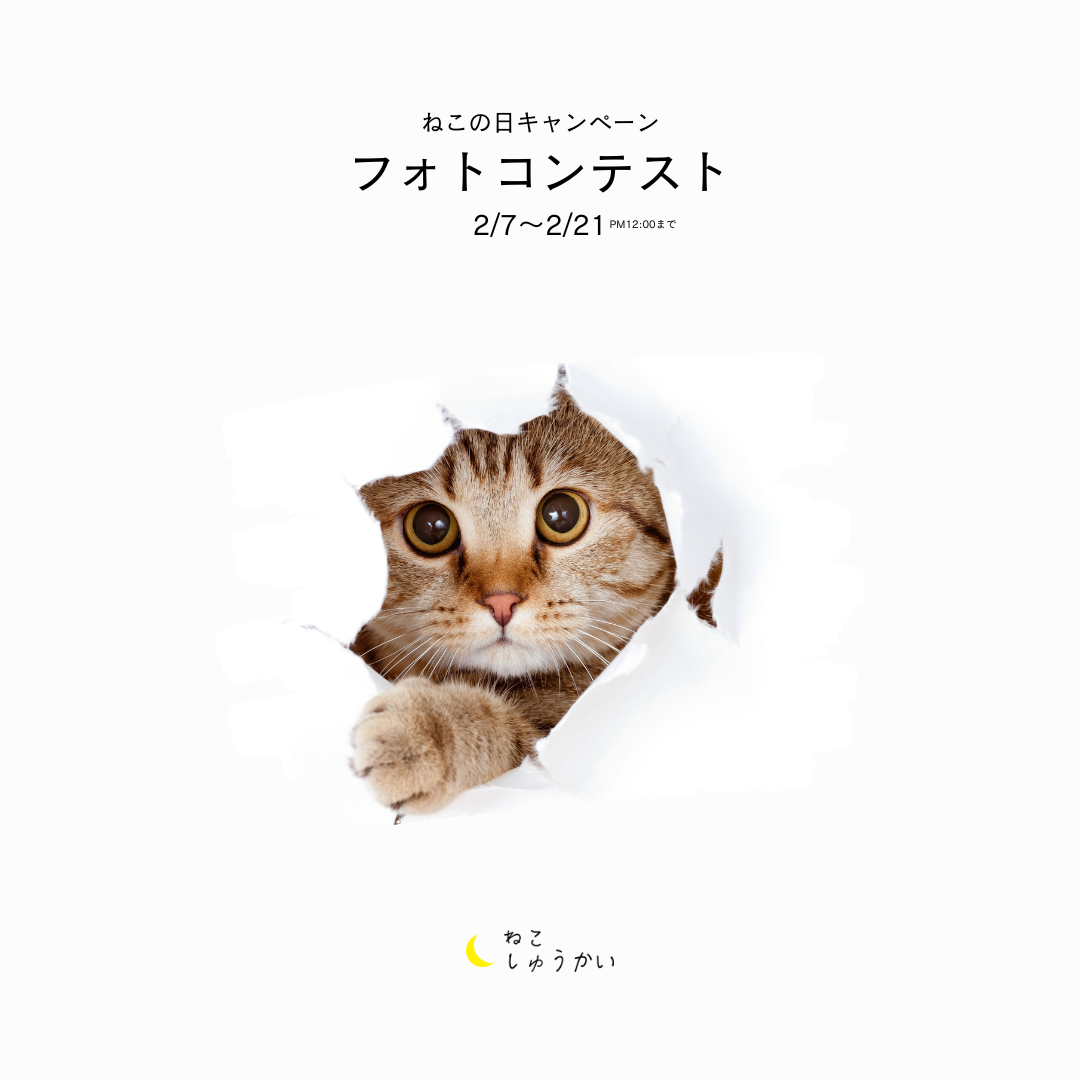 猫の日キャンペーンのお知らせ