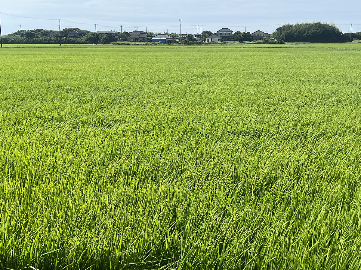 工房近隣の様子:2