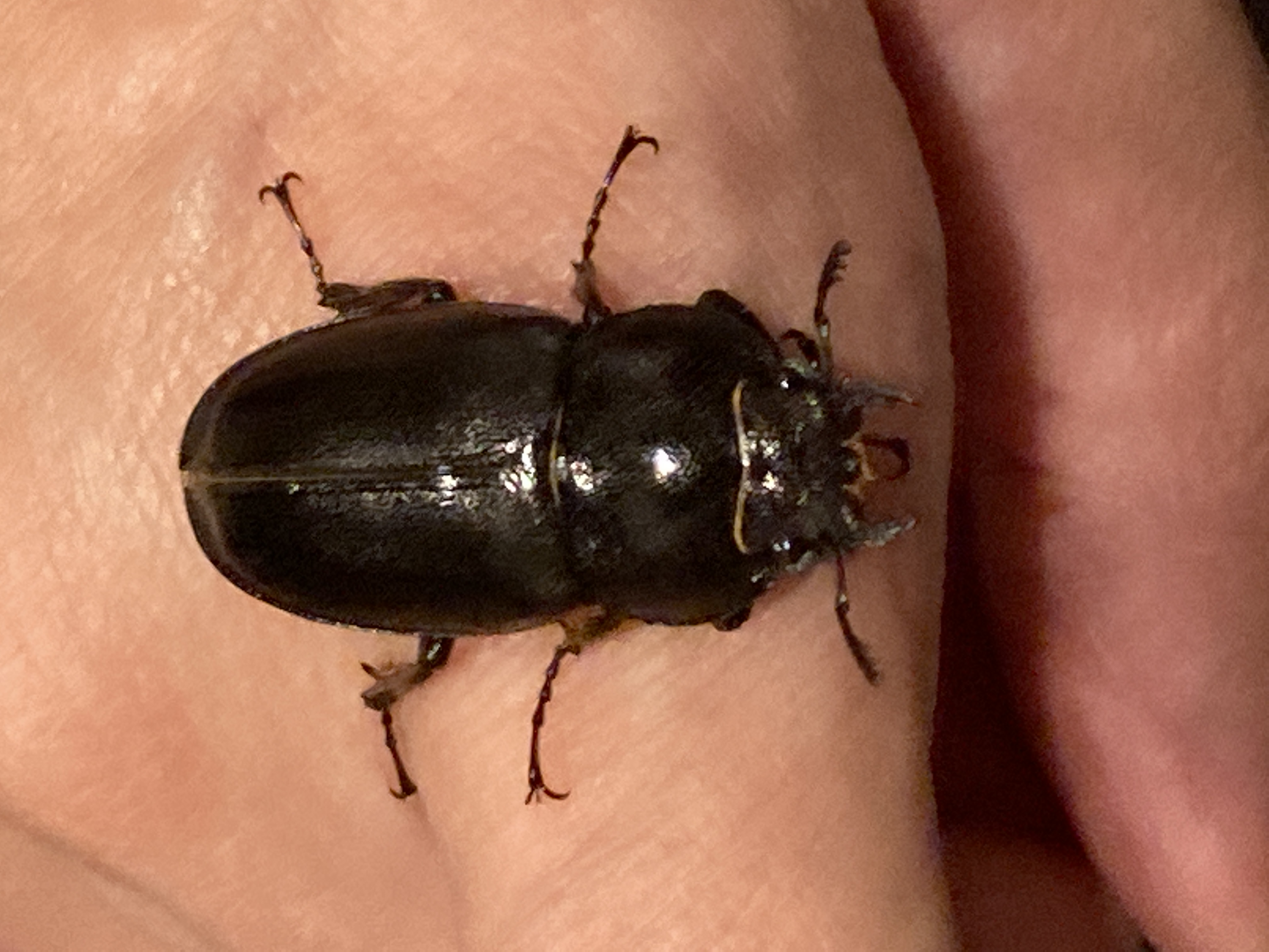 遺伝子変異！