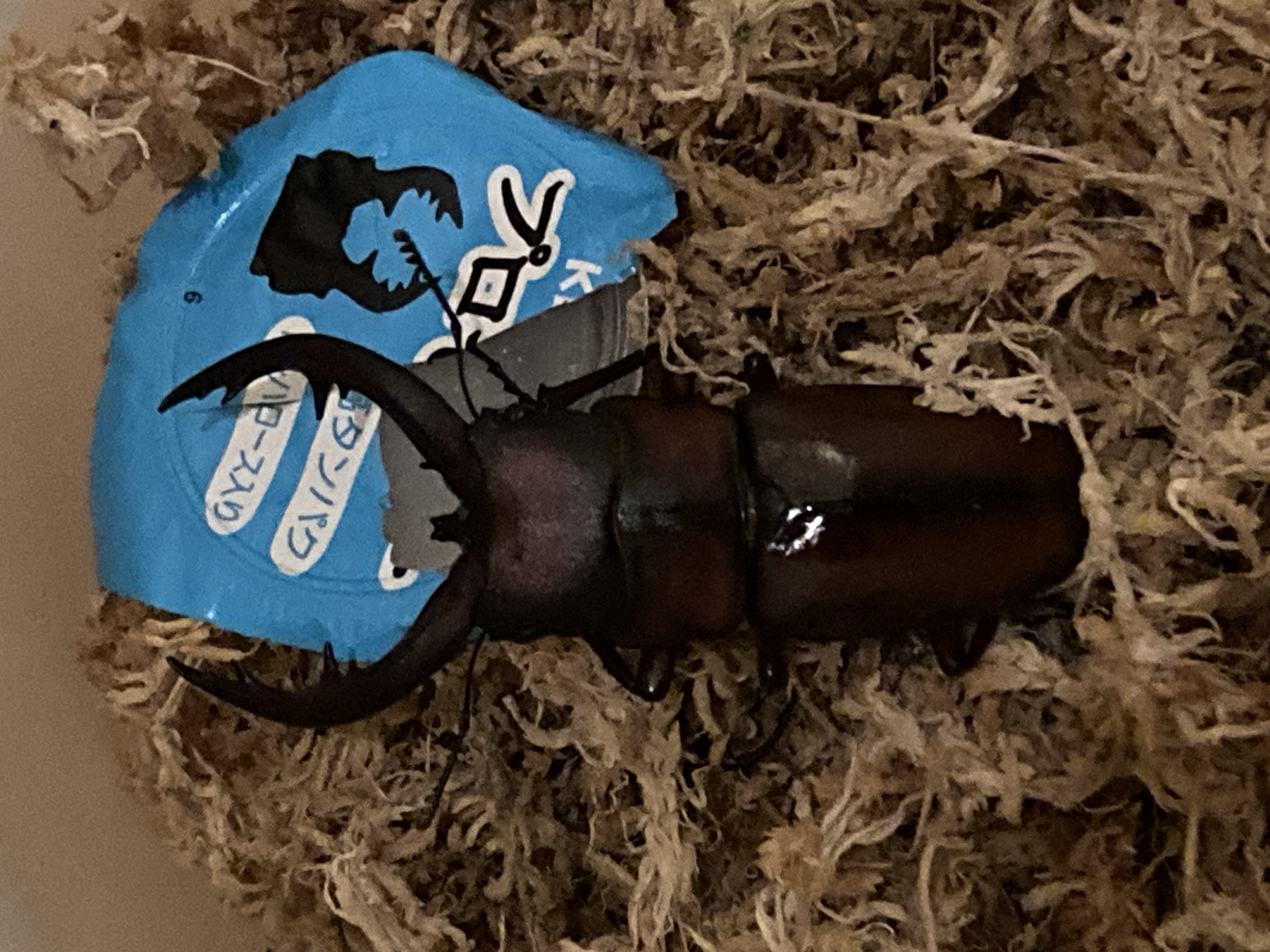 トカラノコギリ♂活動開始！