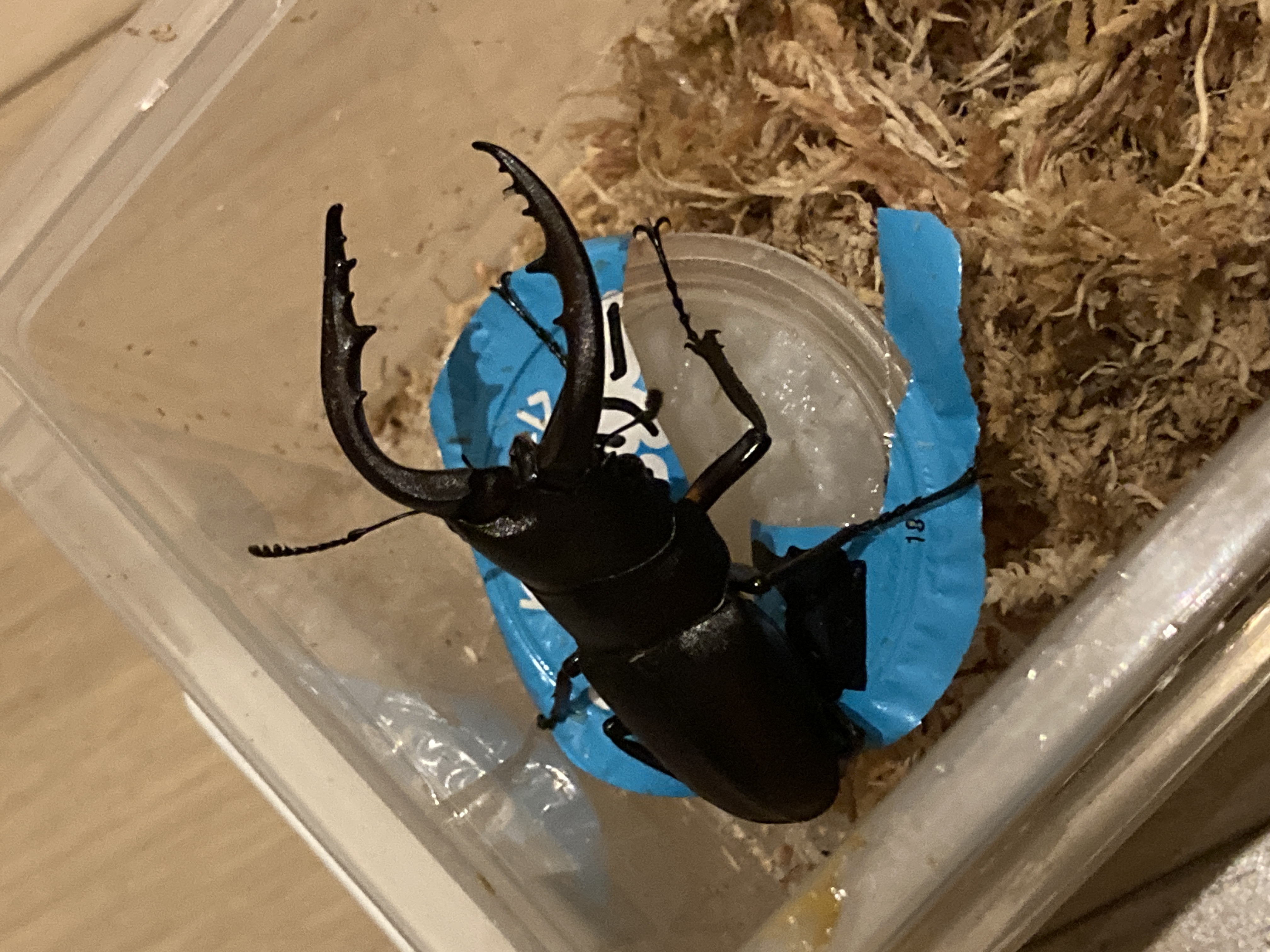 活動開始した個体です！