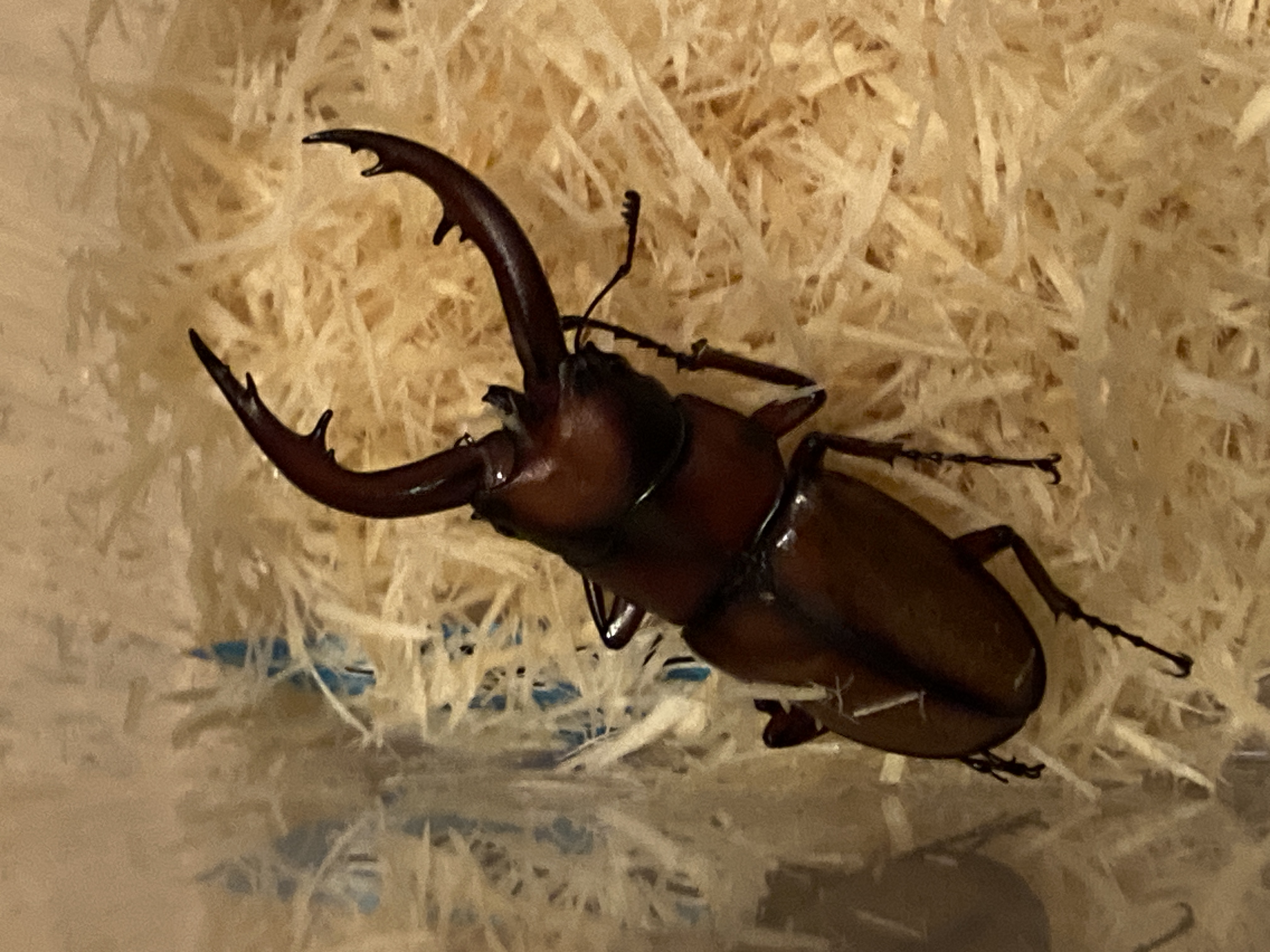 トカラノコギリクワガタ中之島産購入！