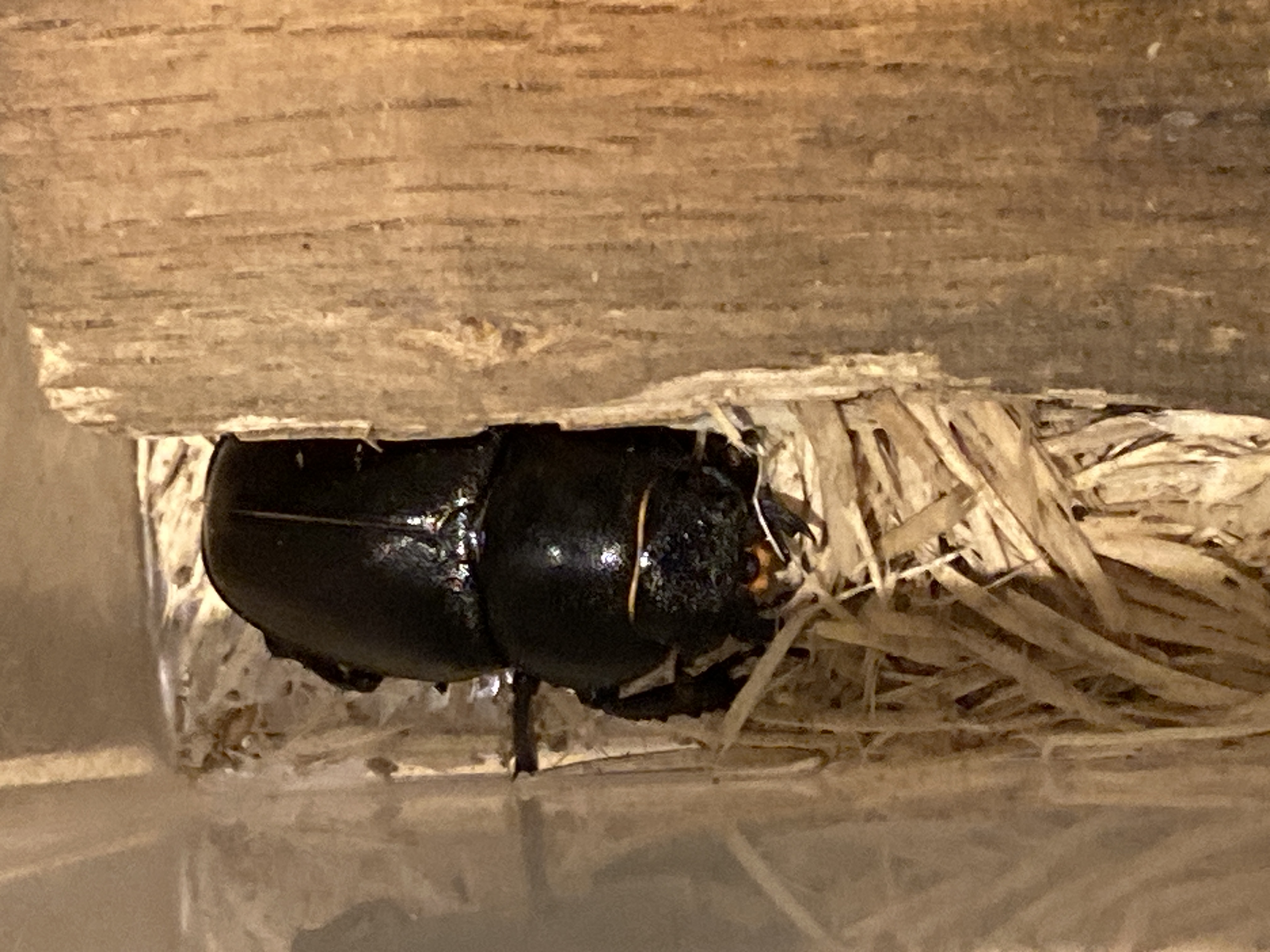 あけましておめでとうございます！