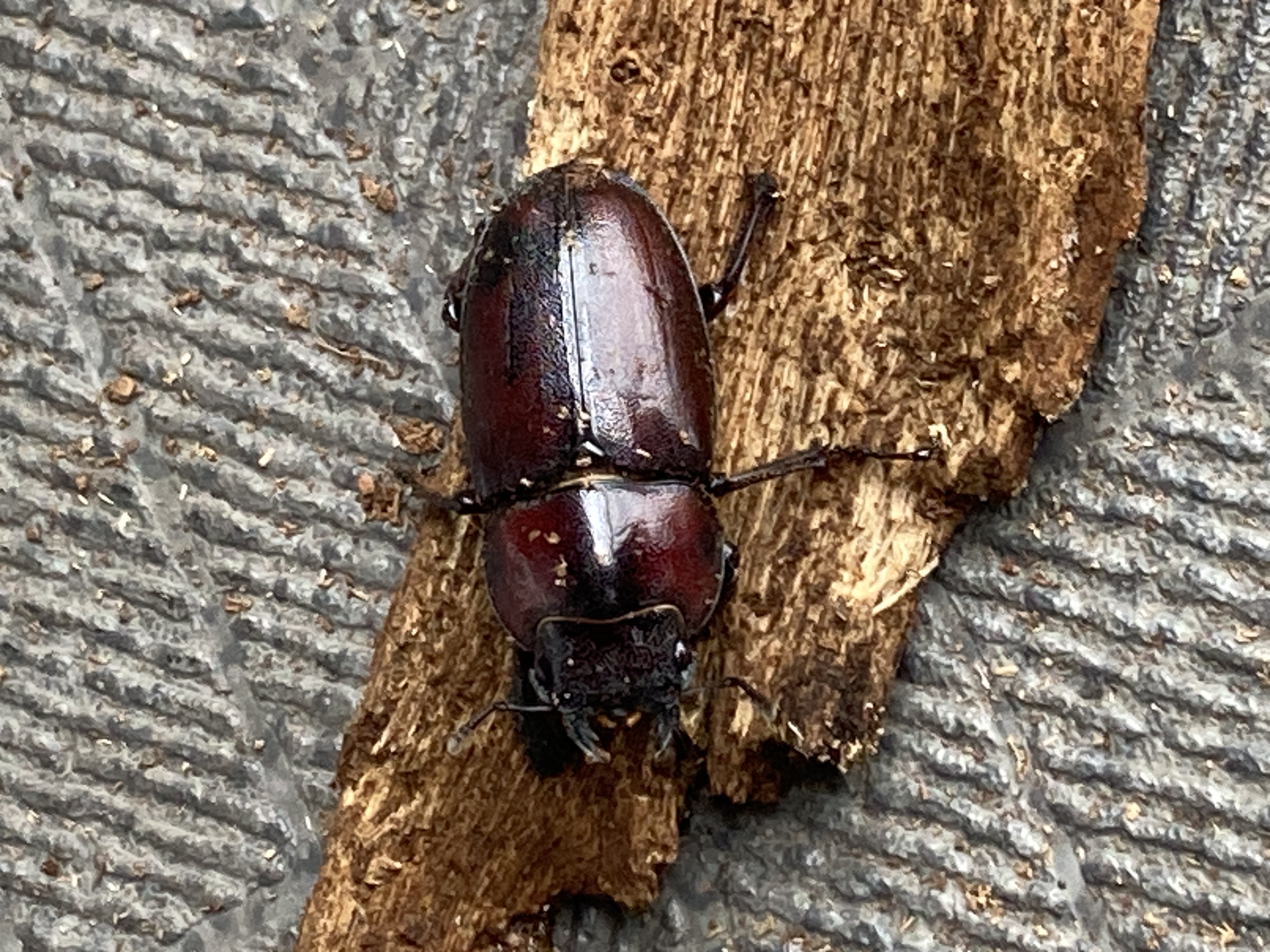 頑張ってくれました！