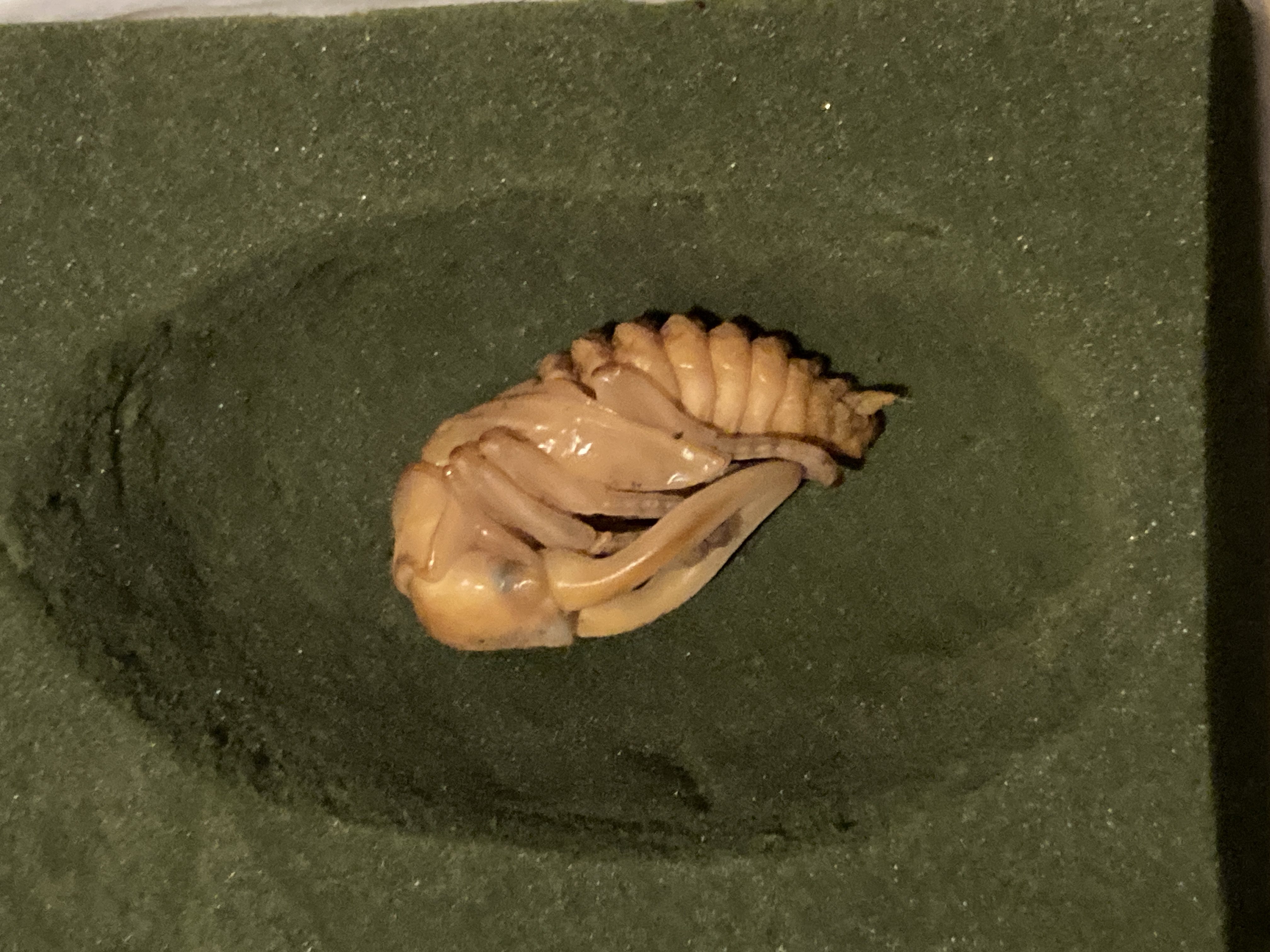 やっぱり作成!