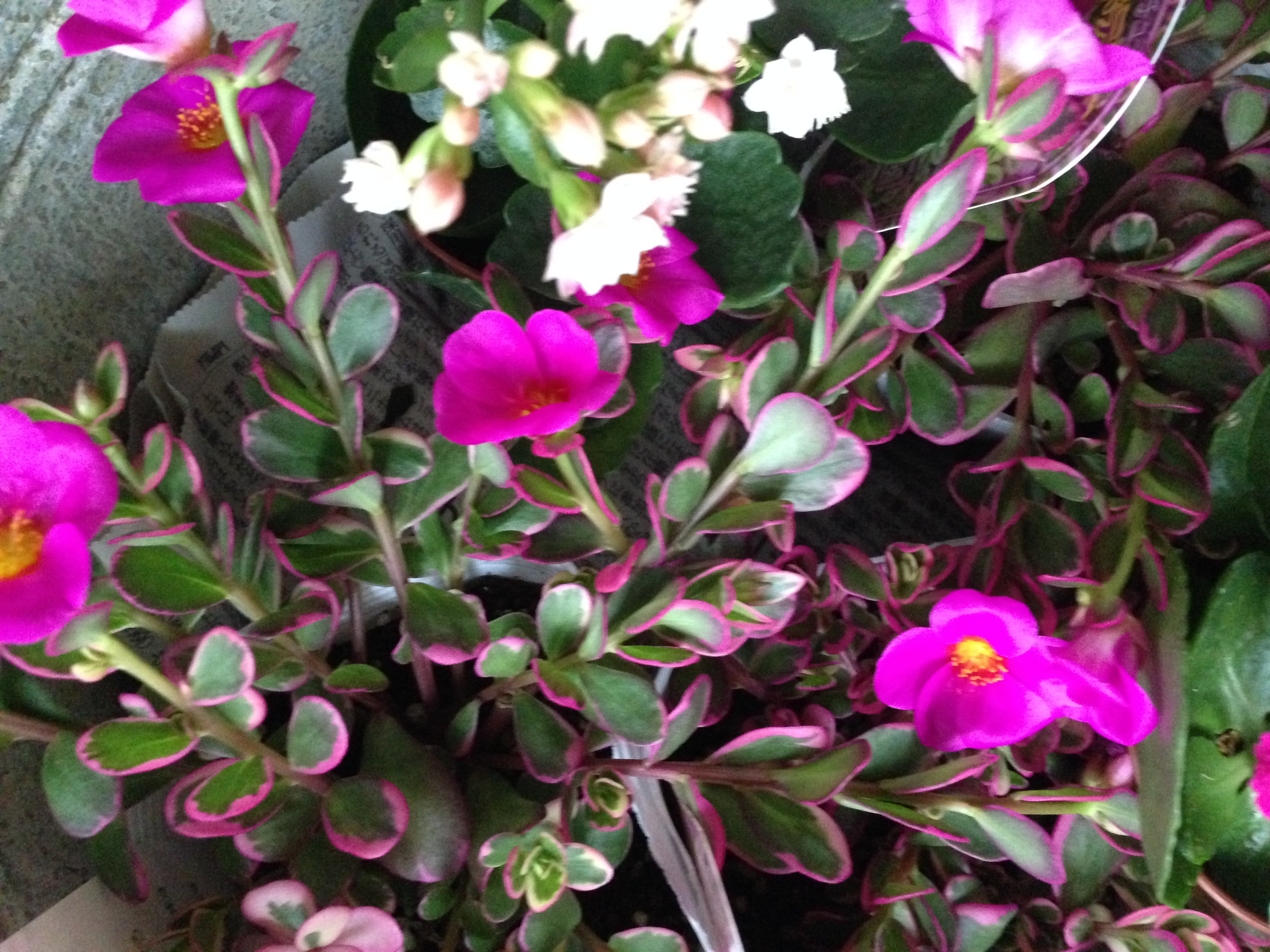 ポーチュラカ 華ミステリア＊葉がピンクで花のような希少品種(^.^)冬越し出来ます