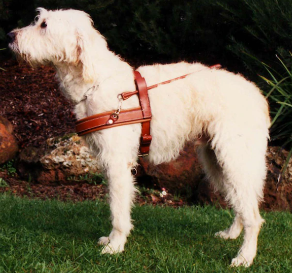 ラブラドゥードルは盲導犬として作り出された犬だった