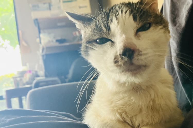 モモ、一周忌だね