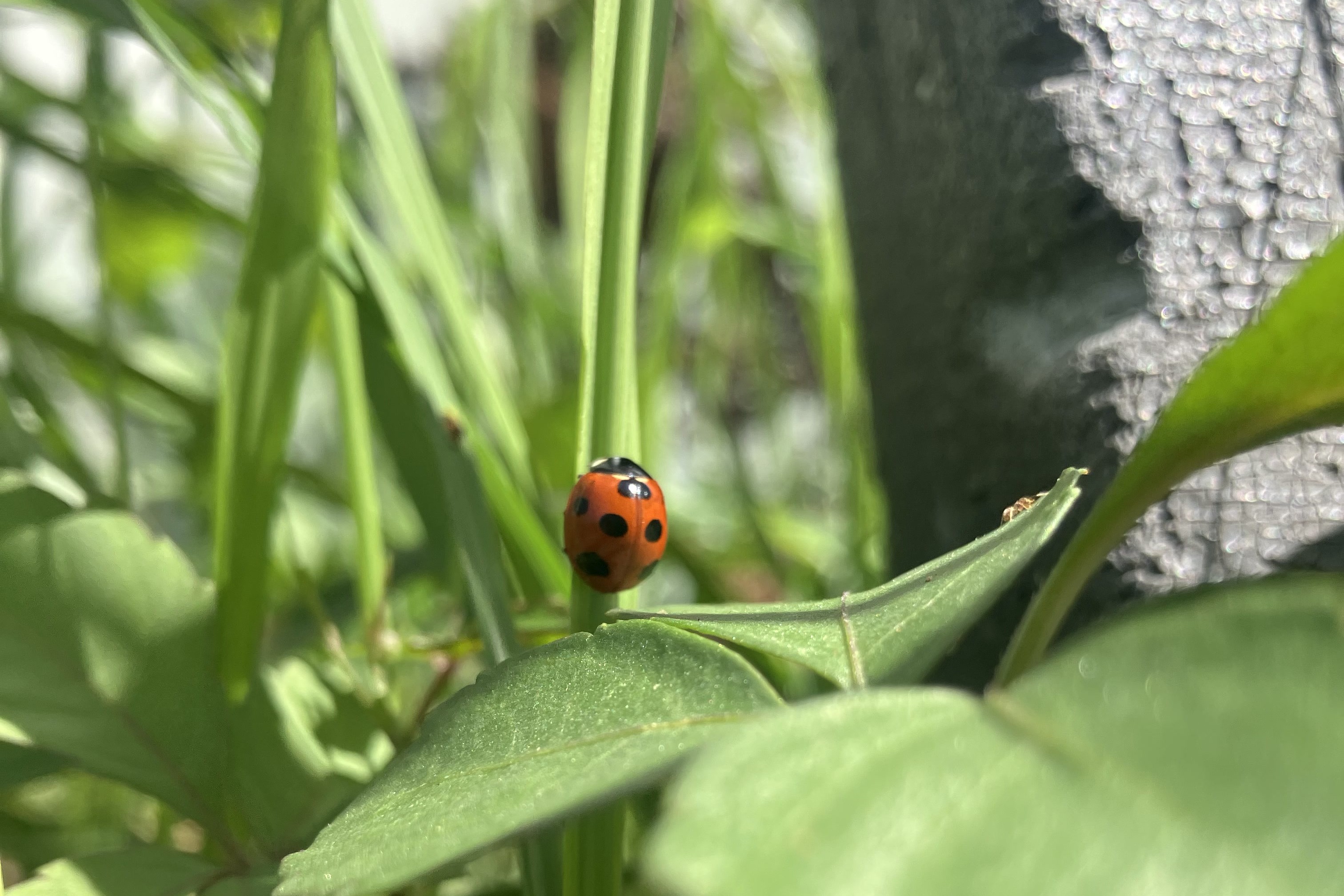 くうぅぅう~悔しい!