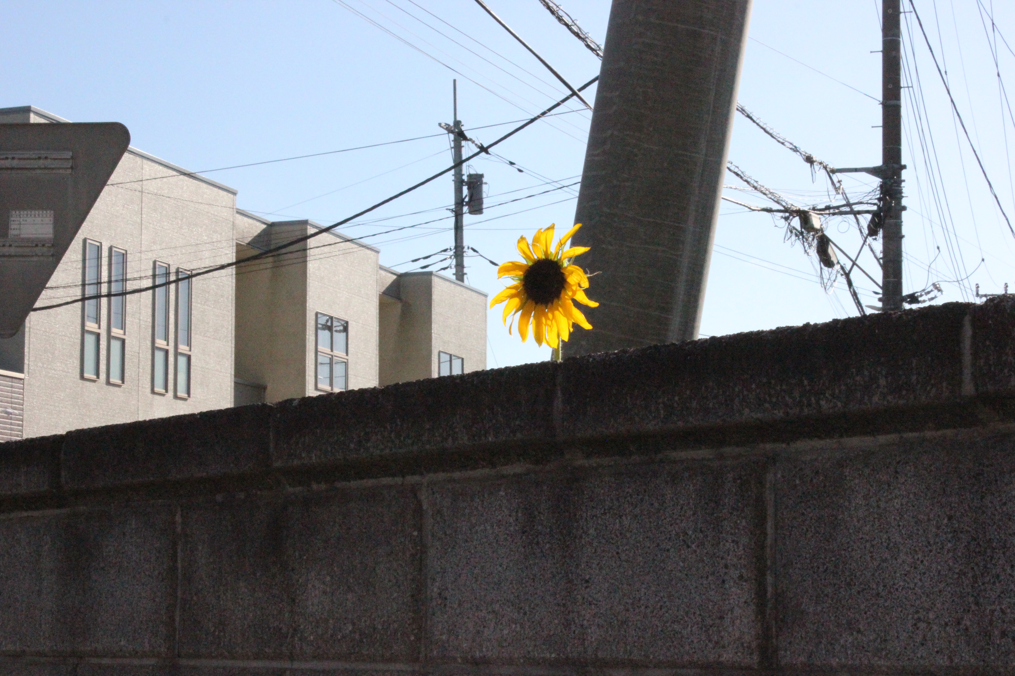 向日葵