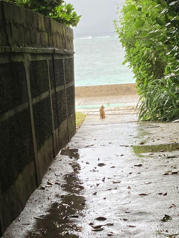【沖縄の旅】