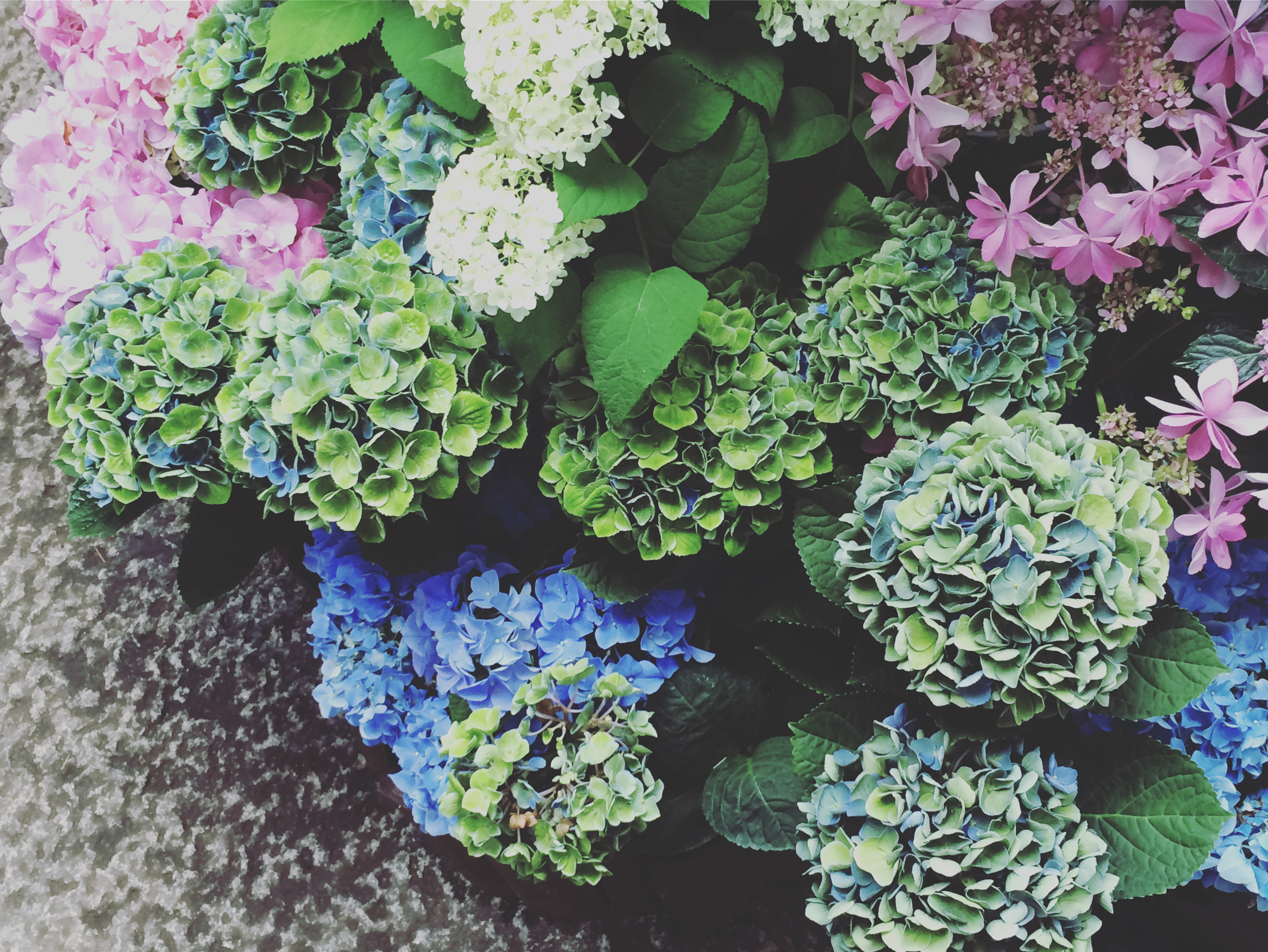 Hydrangea-紫陽花