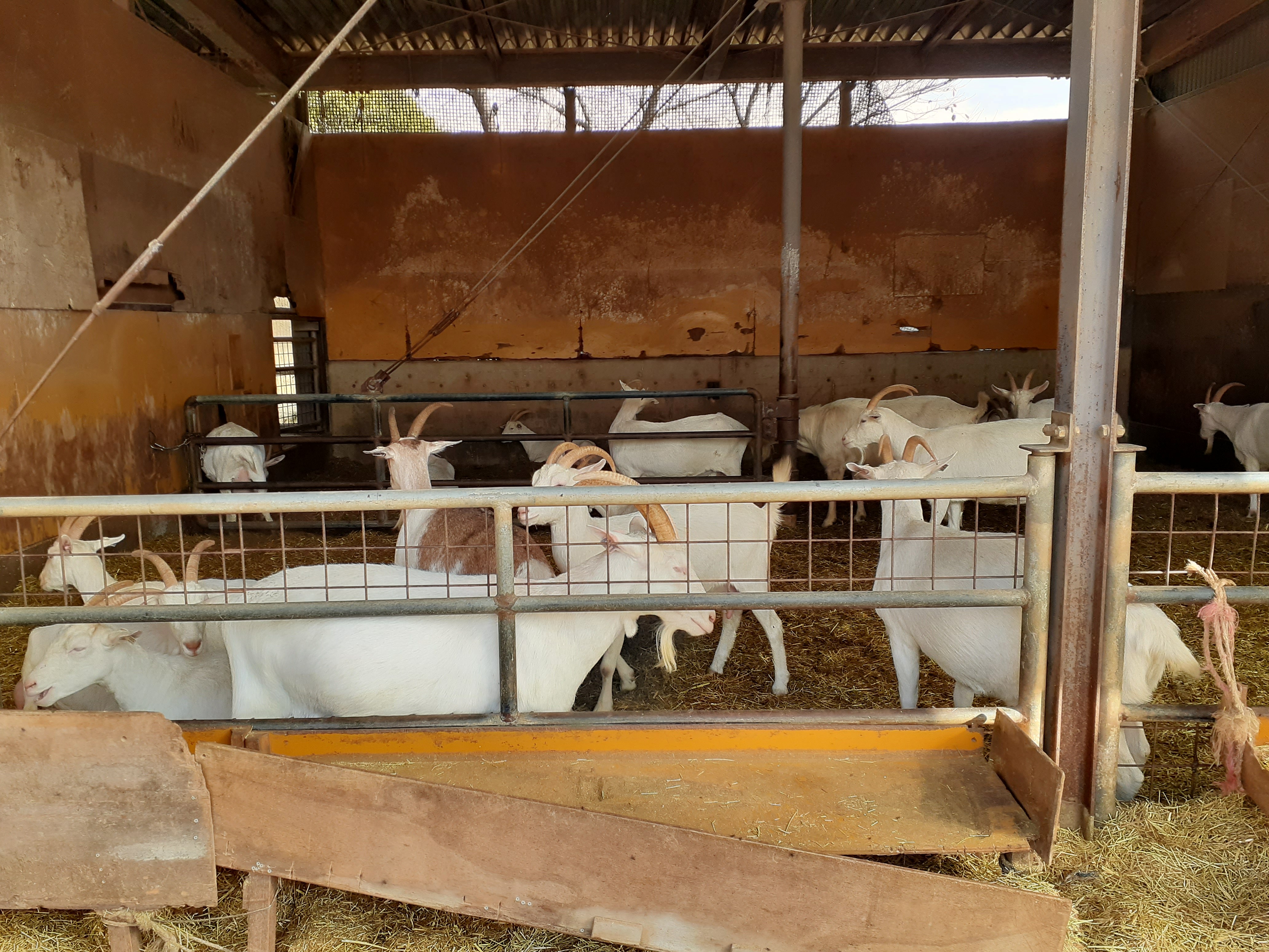 山羊チーズの注文受付は12月初旬頃まで（予定）