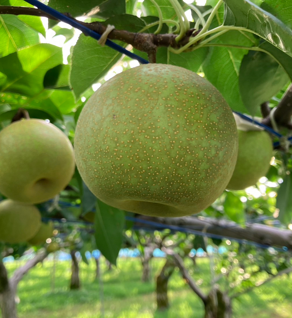 お盆(8/10~8/15頃)は梨ほとんど無さそうです…