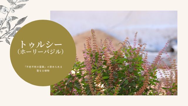 トゥルシー（ホーリーバジル）｜髪を美しくするハーブ辞典｜みぐしすまし１