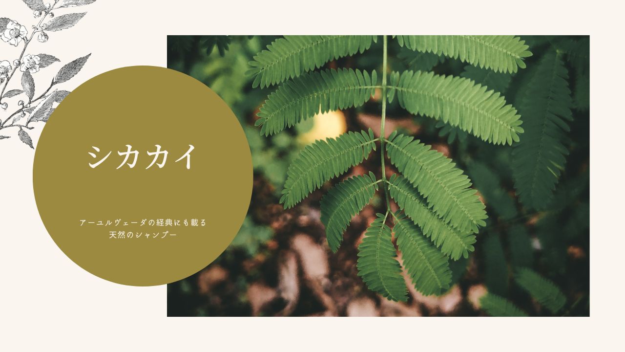 アカシアコンシナ果実（シカカイ）｜髪を美しくするハーブ辞典｜みぐしすまし１、みぐしすまし２