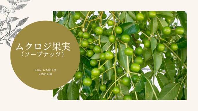 ムクロジ果実（ソープナッツ）｜髪を美しくするハーブ辞典｜みぐしすまし１、みぐしすまし２
