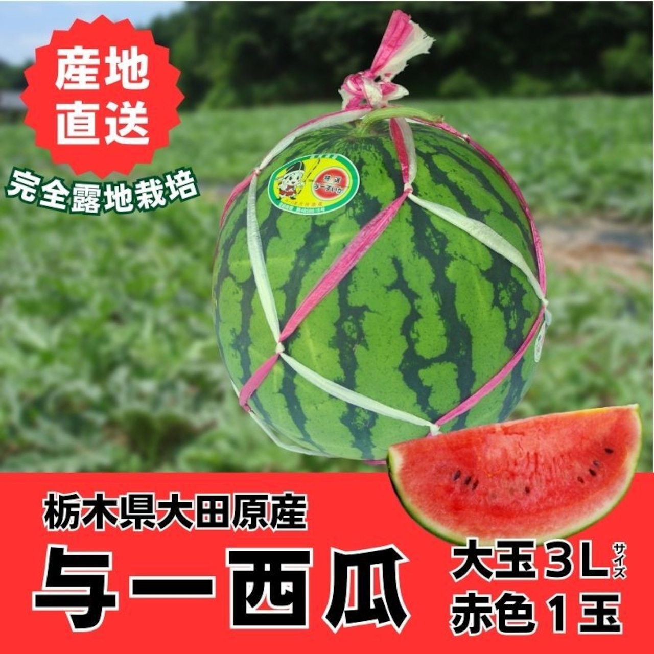 「《特選 与一西瓜》大玉3Lサイズ」販売数200玉《完売御礼》