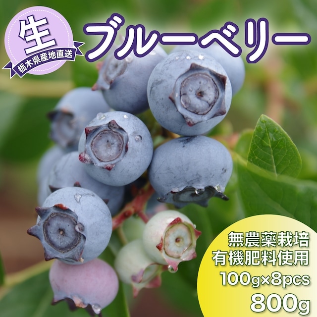 現在は、完熟ブルーベリー『生』ラビットアイ系を発送中です！