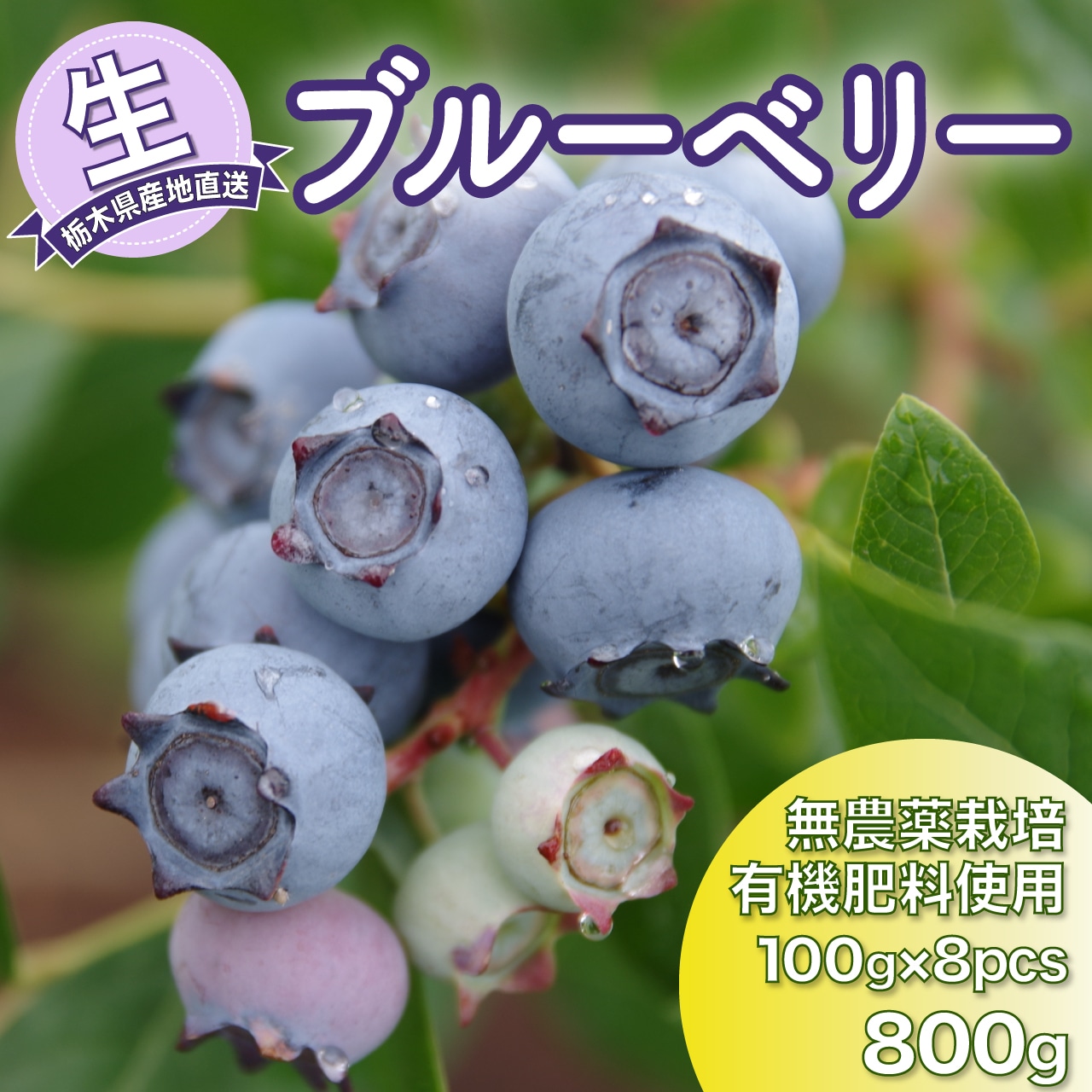 6/1（日）完熟ブルーベリー『生』注文受付開始！