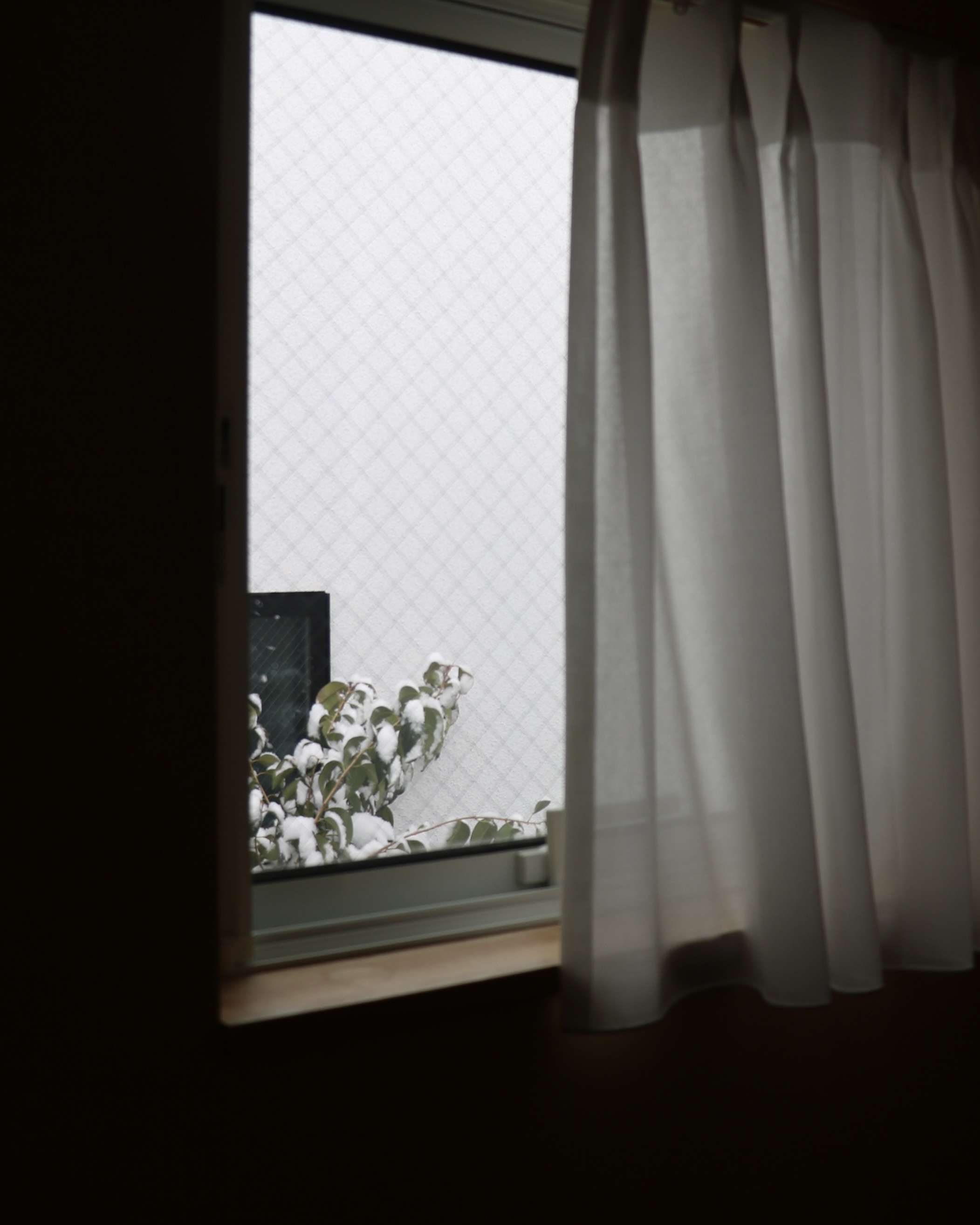 雪が降る日に思い出す、静かで美しい「白」の本