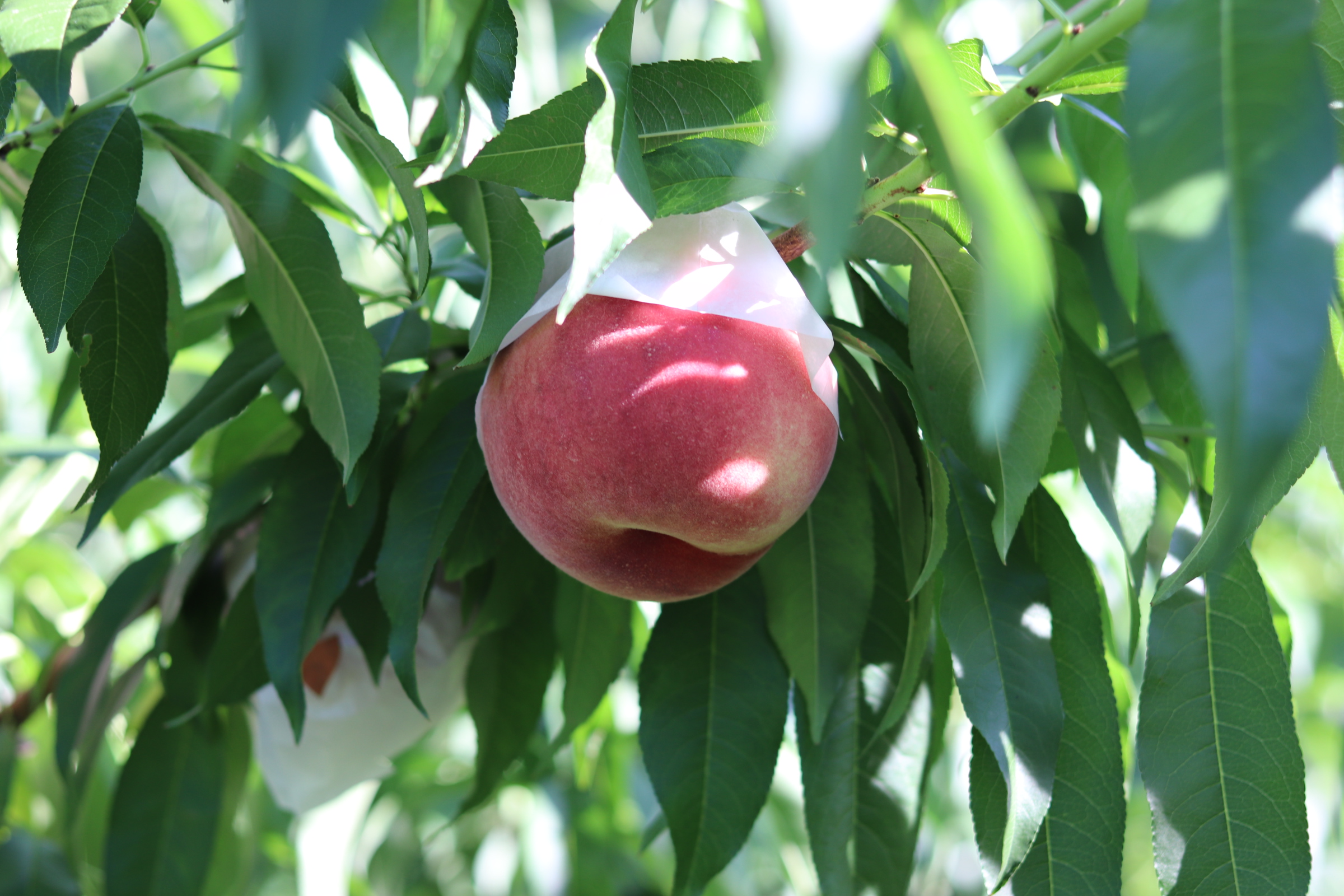 つむぎの収穫がそろそろ終わり。。