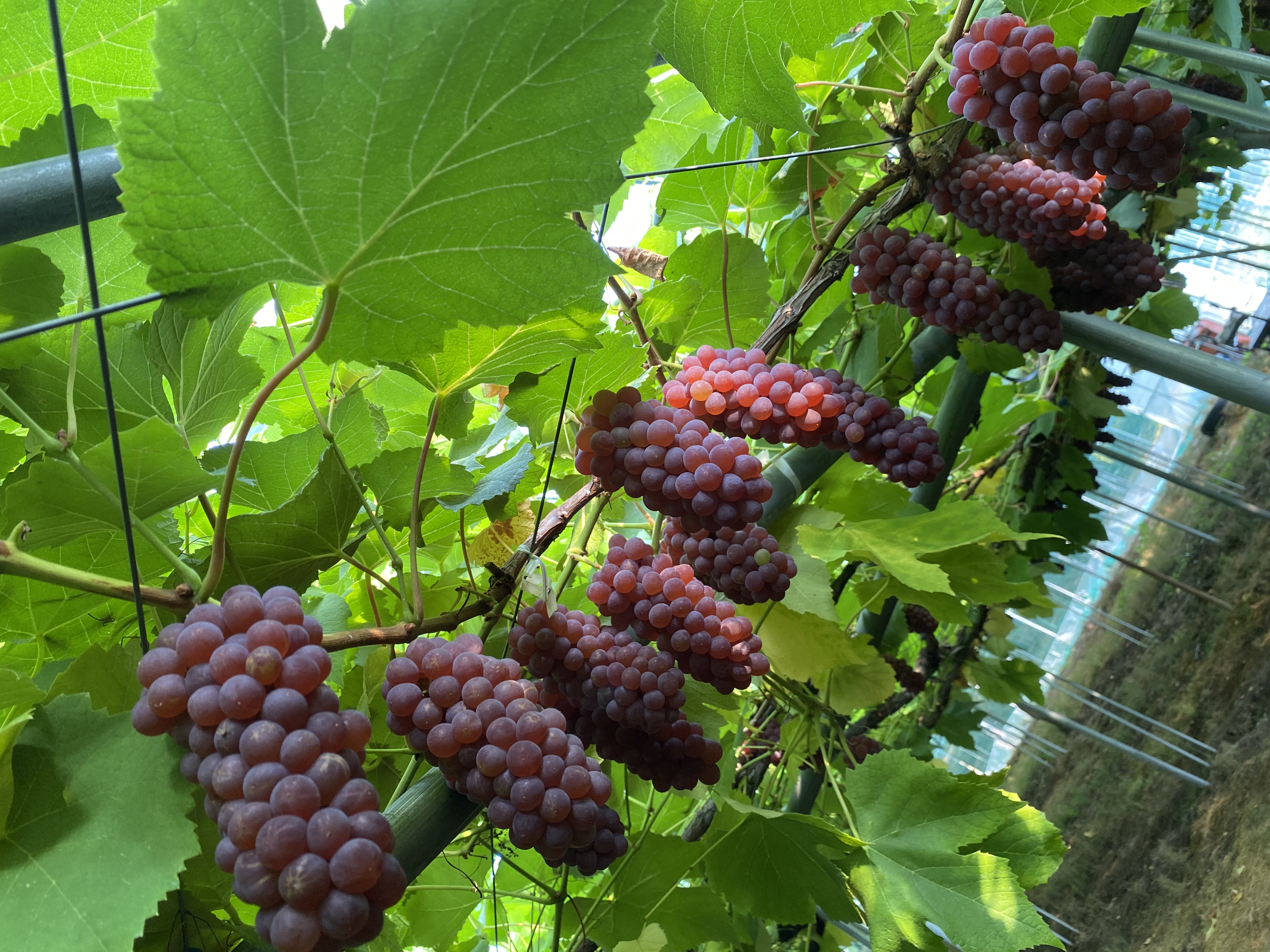 ぷりぷりのデラウェア🍇