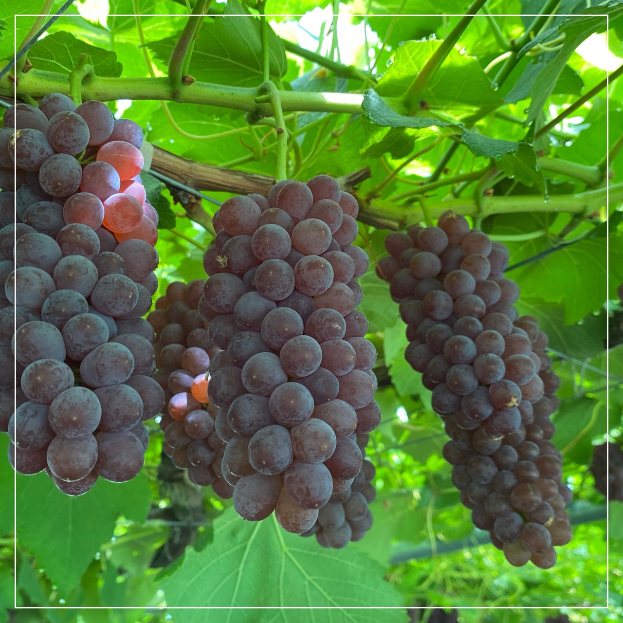 デラウェアご予約開始致しました🍇✨