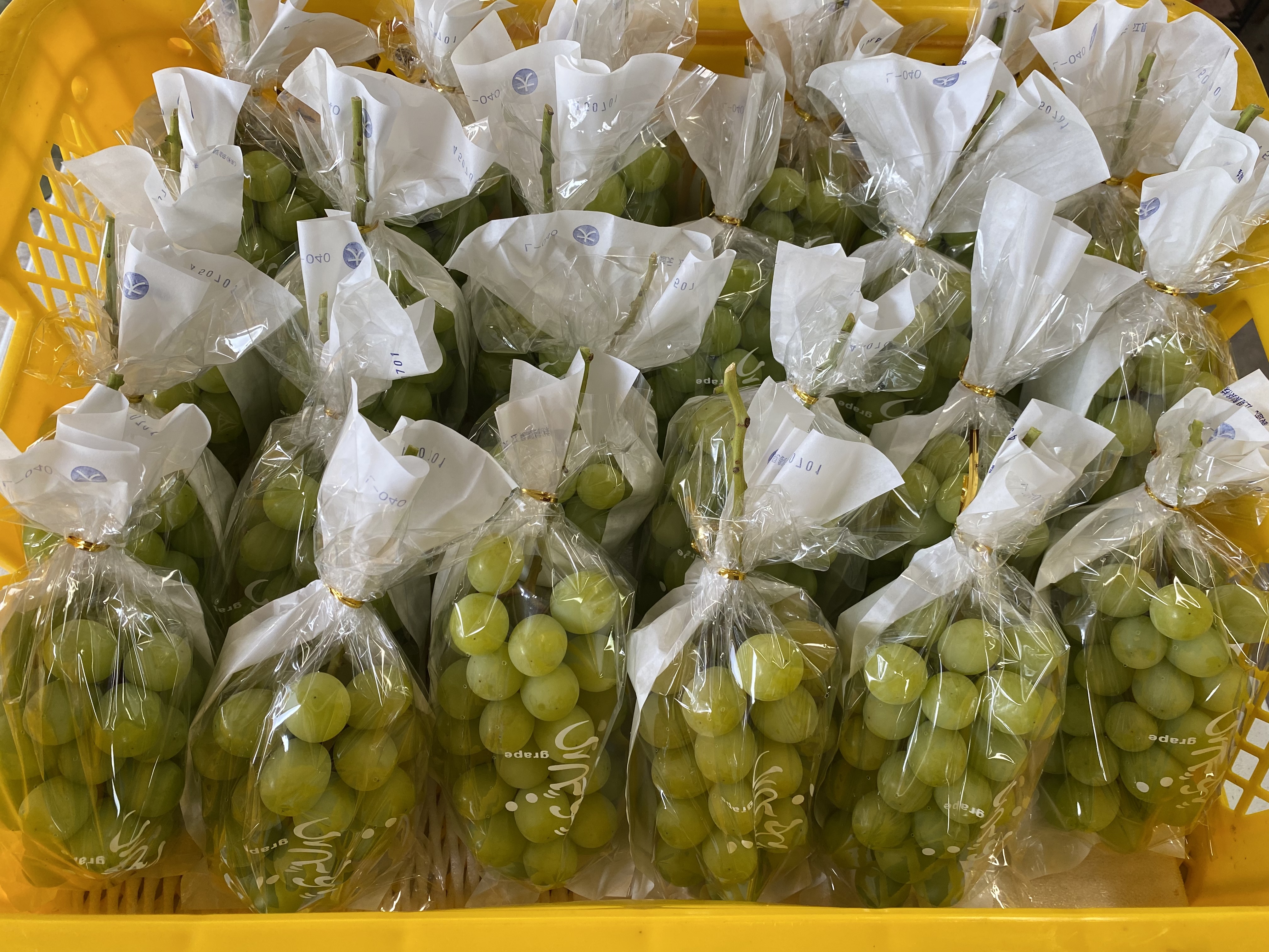 実りの９月🍇✨