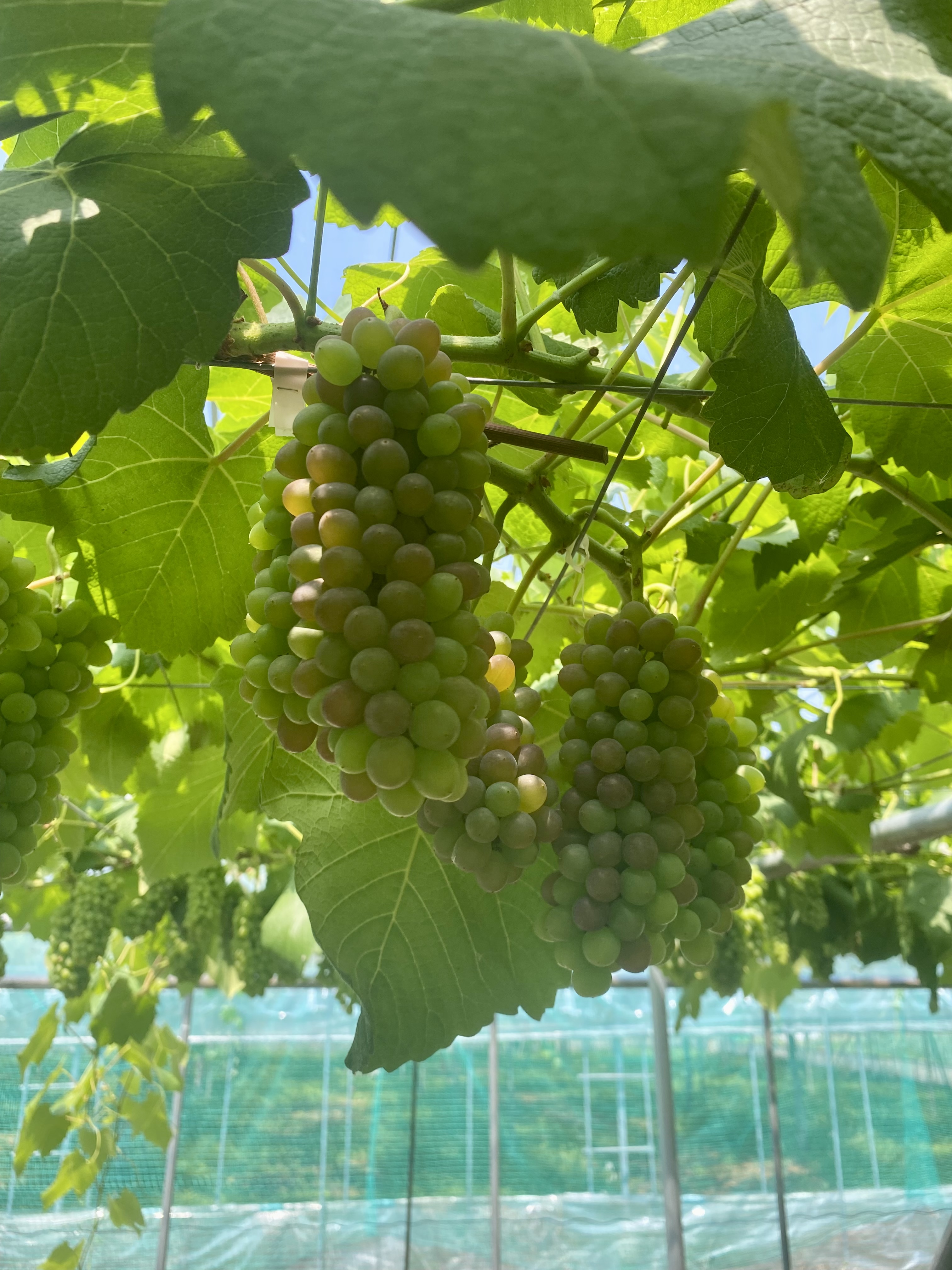 実りの6月🍇