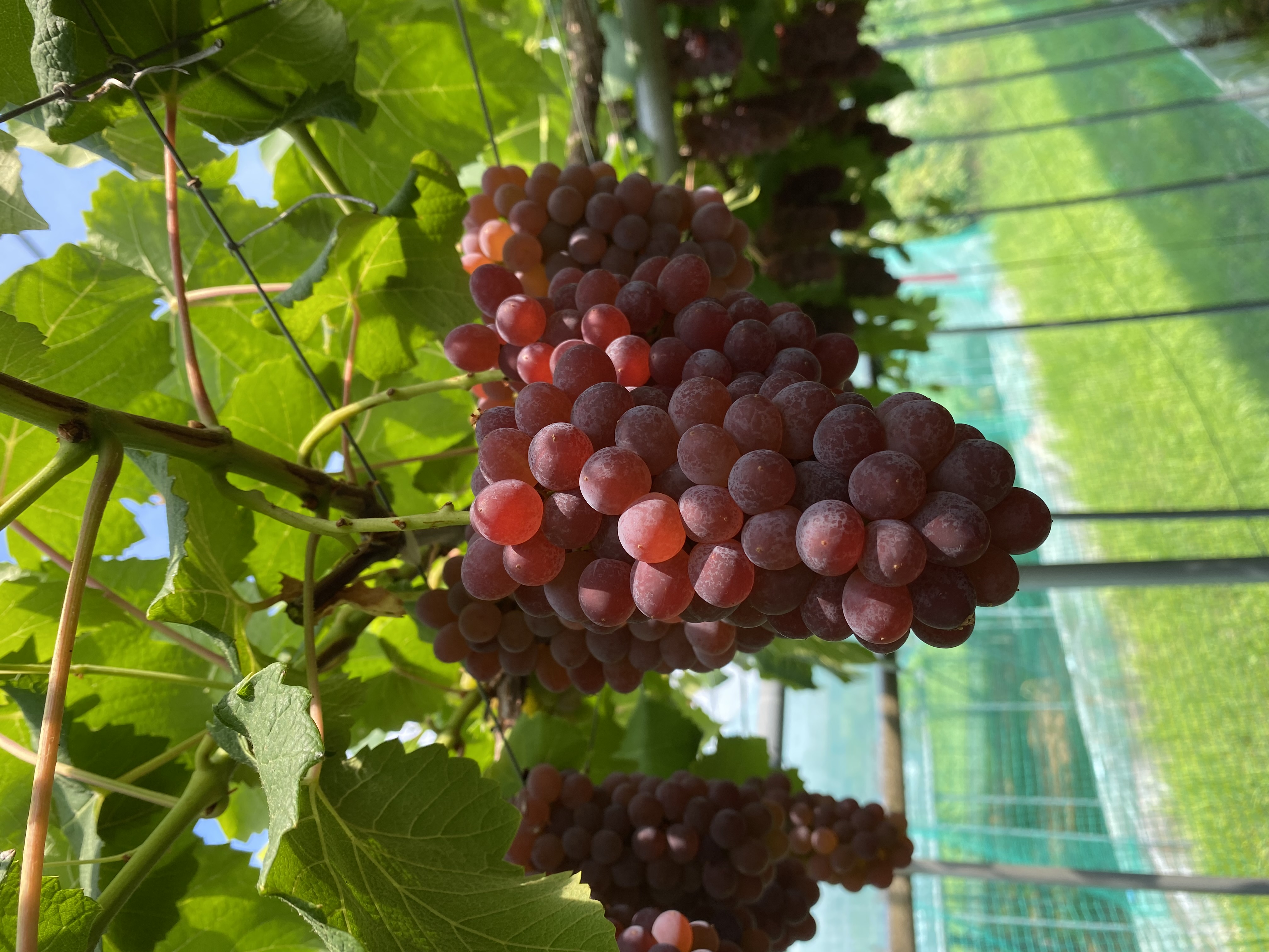 まもなくデラウェアが美味しくなります🍇