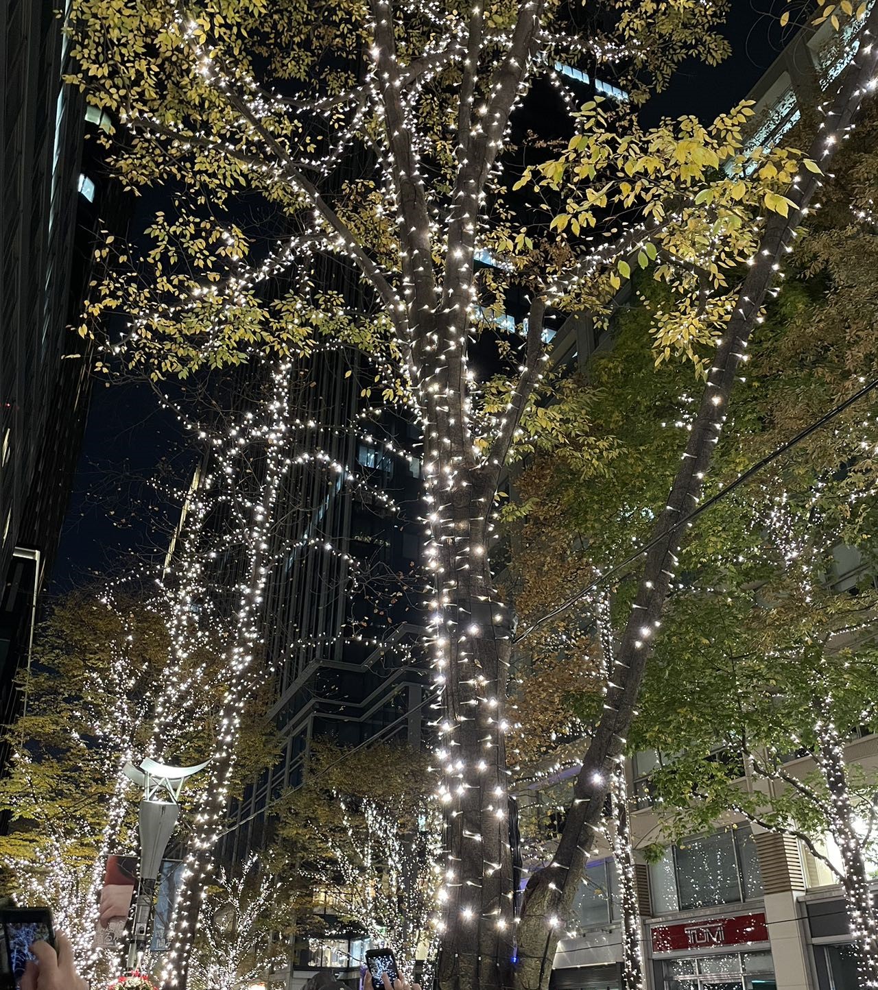 丸の内のイルミネーションを見てきました。人だかりができていて皆が写真を撮ってる木が一本。