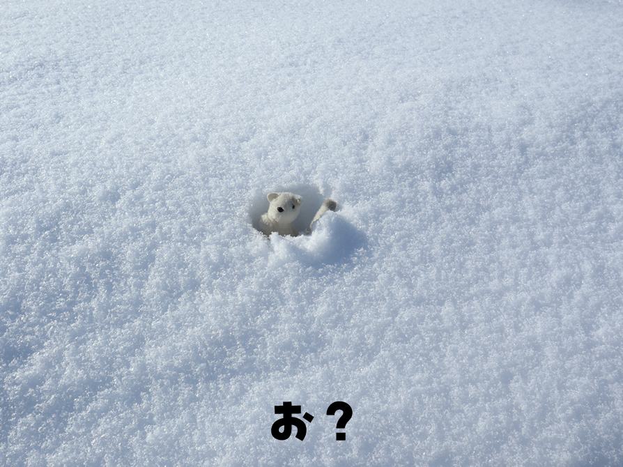 オコジョだ