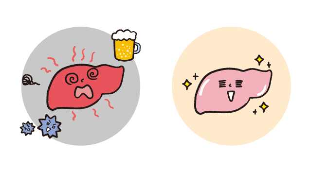 ほどほどに飲むコーヒーが、脂肪肝を抑制？