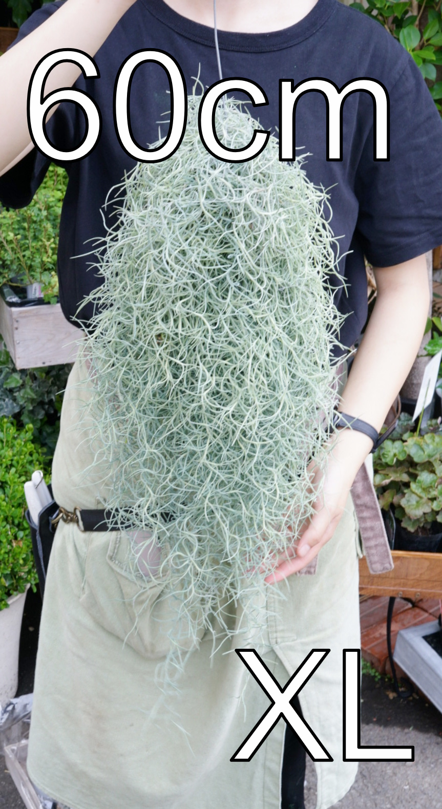 スパニッシュモス各種（XXL~M）追加しました！
