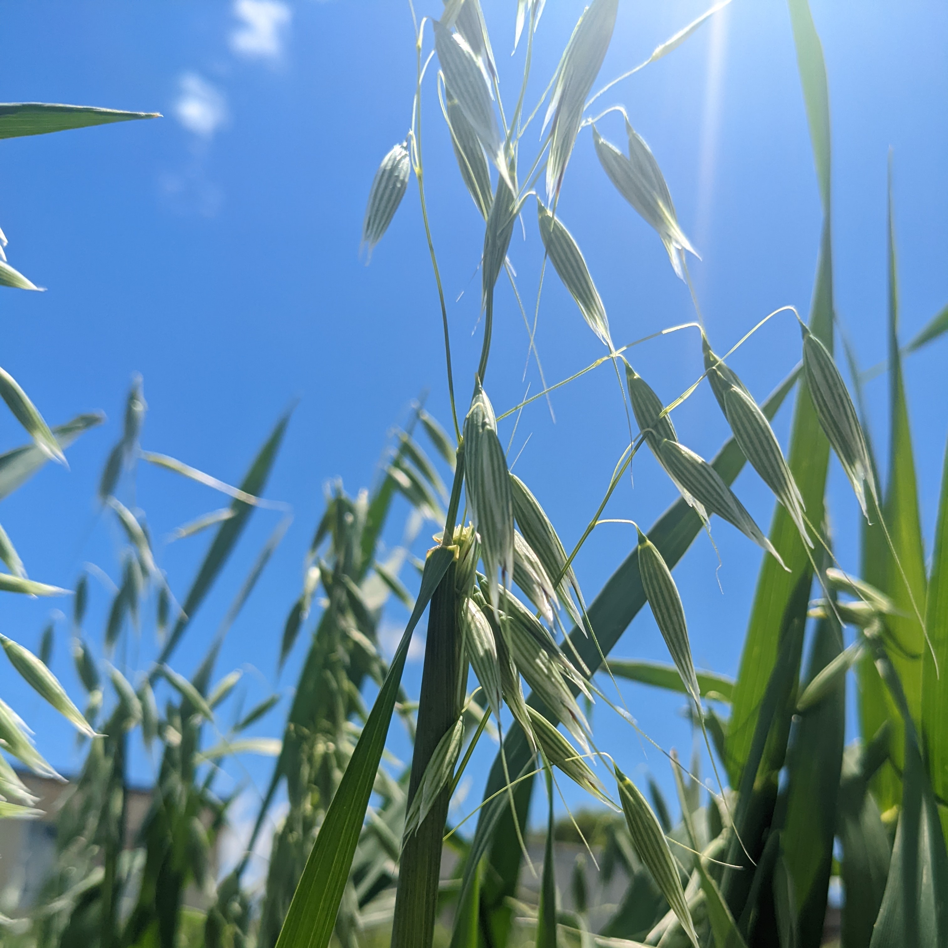 オート（Oat）　ハーブティー販売のラビコムププリ