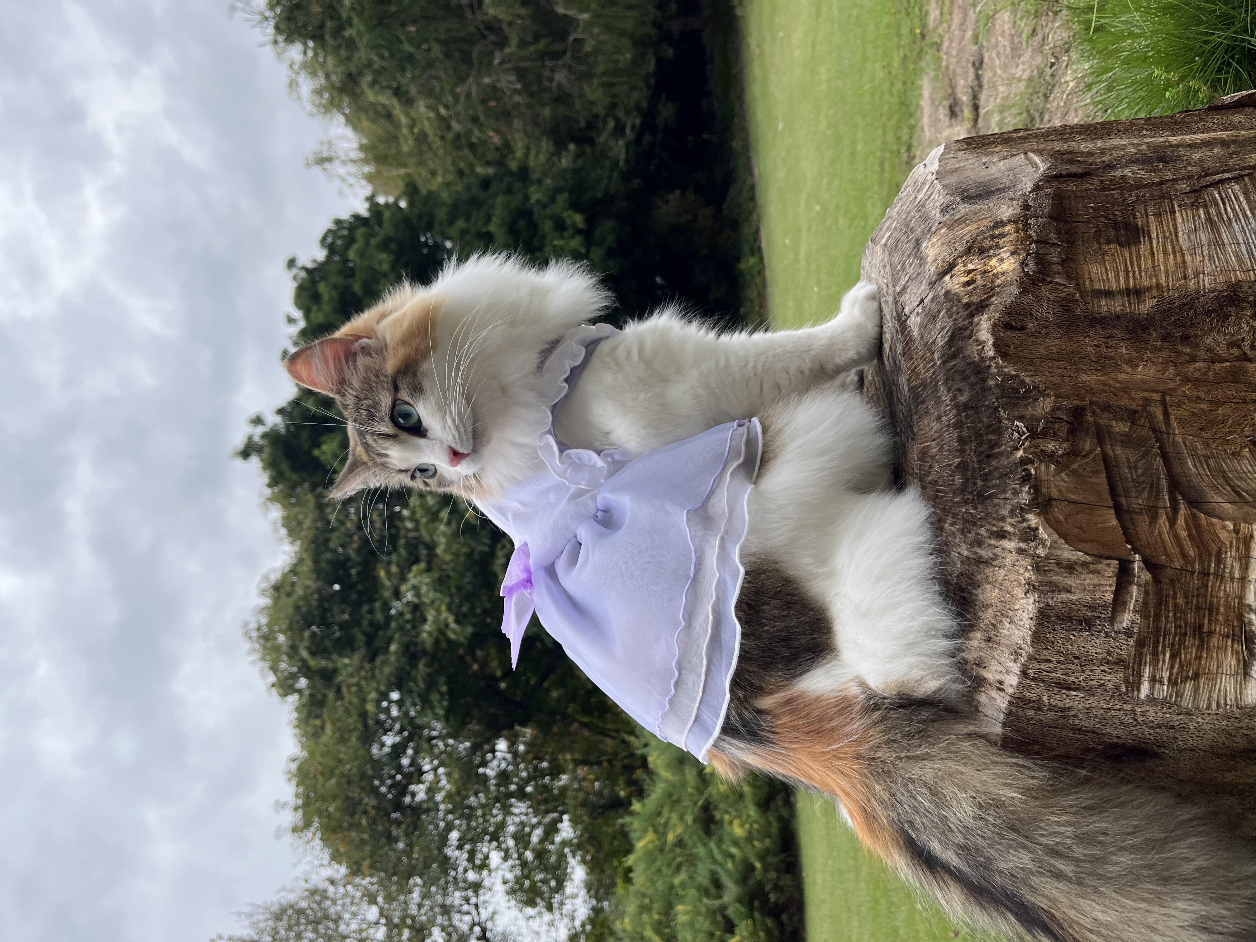 【コラム】猫が非社交的は誤解？　オシャレまで楽しむ？