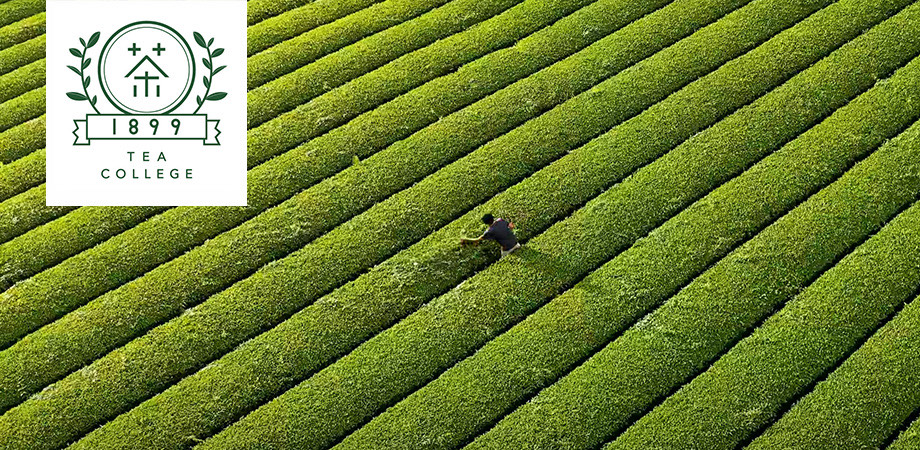 1899ティーカレッジ