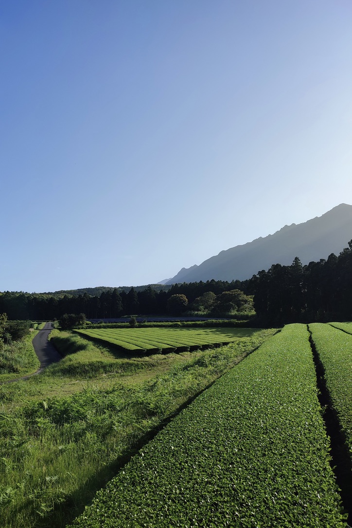 茶畑スタッフ募集のお知らせ