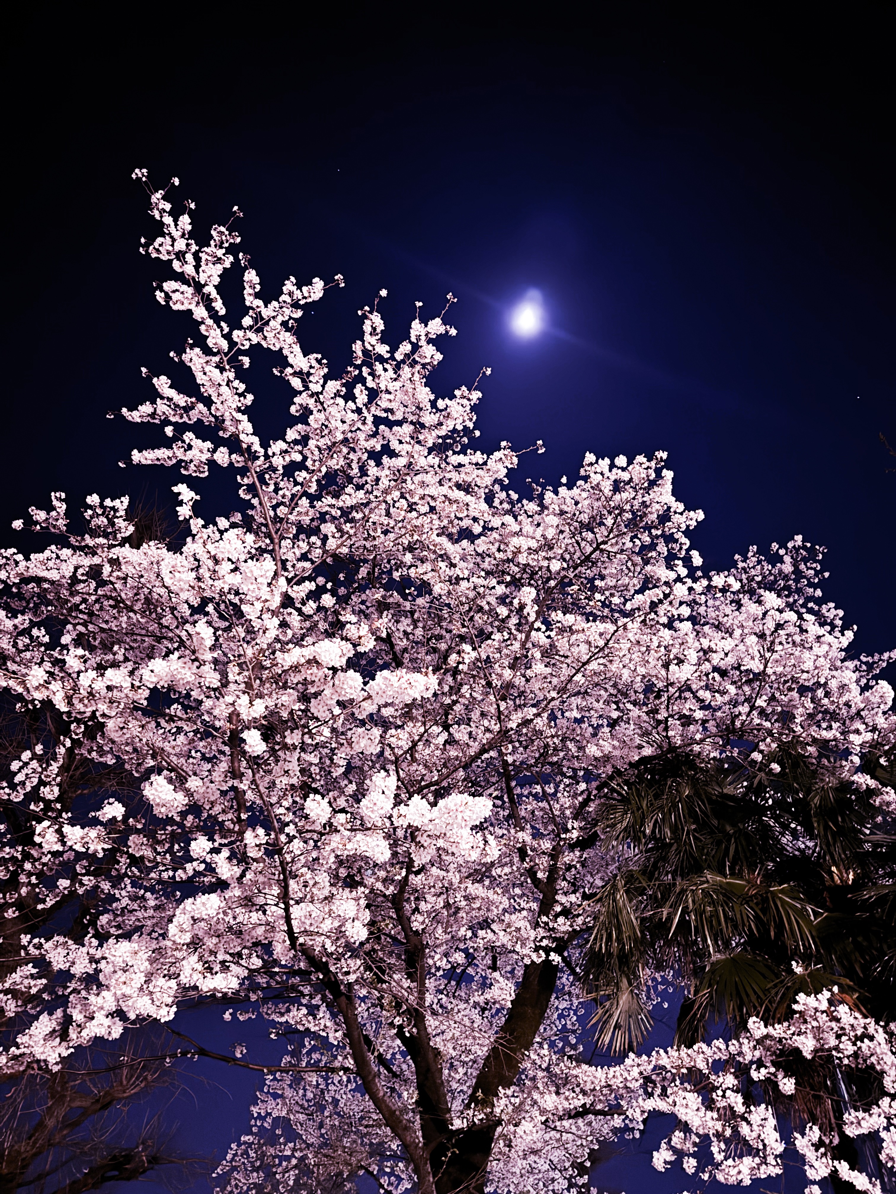 【blog】桜の街・東京 国立。